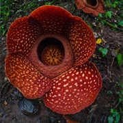 Rafflesia Flower