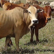Boran Cattle