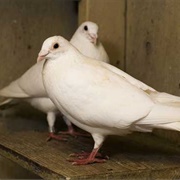Domestic Pigeon