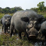 Chinko Nature Reserve, CAR