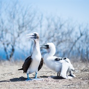 Isla De La Plata, Ecuador