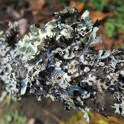 Go Lichen Hunting