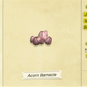 Acorn Barnacle