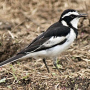 Pied Wagtail