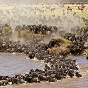 Great Migration, Serengeti-Masai Mara
