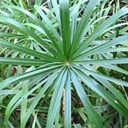 Umbrella Palm