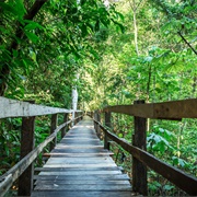 Hike Through Amazon Forest