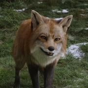 Mr Fox