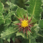 Blessed Thistle