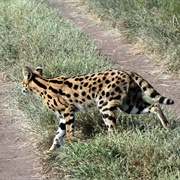 Serengeti National Park