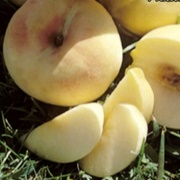 White Heath Cling Peach