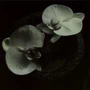 Corpse Flower - Mike Patton / Jean-Claude Vannier