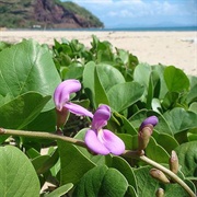 Beach Bean (Canavalia Rosea)