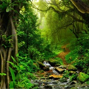 Slept Overnight in a Jungle