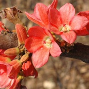 Red-Flowered Kurrajong (Brachychiton Paradoxus)