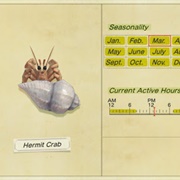 Hermit Crab