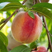 Flordaking  Peach