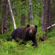 Alutaguse National Park