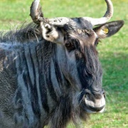 Eastern White-Bearded Wildebeest