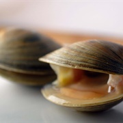 Hard-Shell Clams
