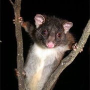 Western Ring Tailed Possum