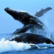 Hermanus, South Africa