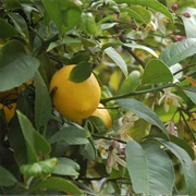 Escondido Lemons