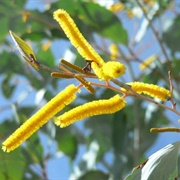 Pindan Wattle (Acacia Tumida)