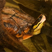 Chinese Three-Striped Box Turtle