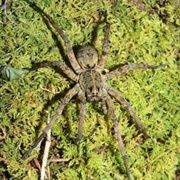 Tiger Wolf Spider
