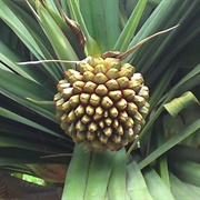 Common Screwpine (Pandanus Utilis)