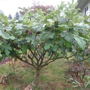 Fig Tree
