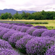 Sequim-Dungeness Valley, Washington