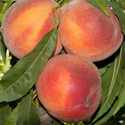 Pix Zee  Peach