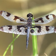 Banded Pennant