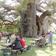 The Baobab Tree Bar, South Africa
