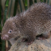 Palawan Porcupine