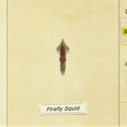 Firefly Squid