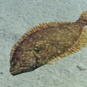 Olive Flounder
