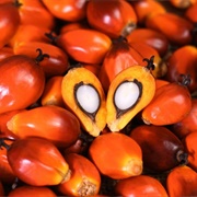 Palm Kernel