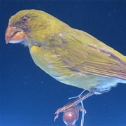 Kona Grosbeak