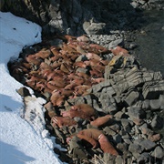 Walrus Islands Sanctuary, USA