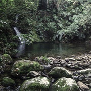 Mt Te Aroha to Wharawhara Track