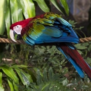 Green Winged Macaw