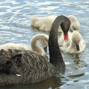 Gordon Carmichael Reserve, Tauranga