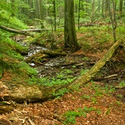 Ancient and Primeval Beech Forests of the Carpathians