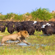 Kasane (Chobe National Park), Botswana