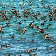 Titi/ Muttonbird Islands