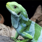 Fiji Banded Iguana