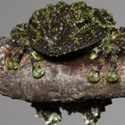 Vietnamese Mossy Frog
